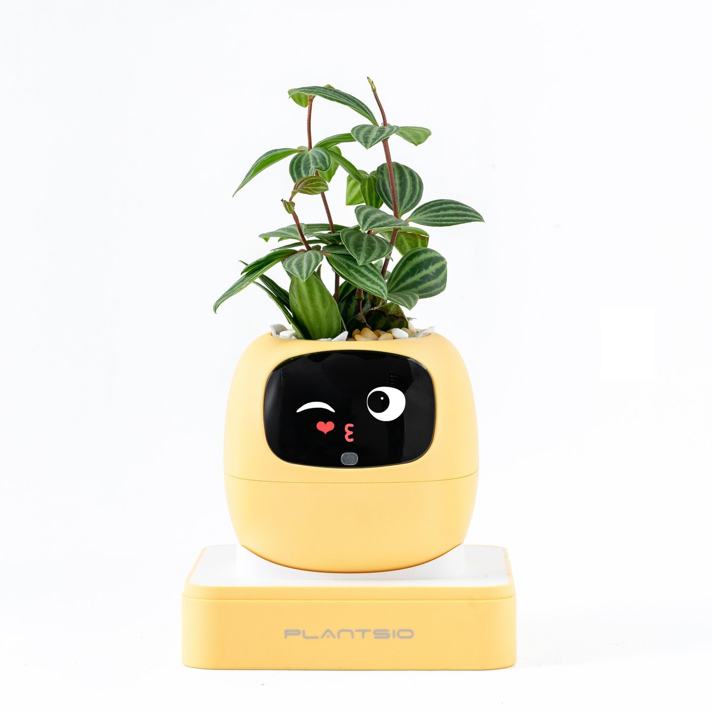 Ivy Gen 2 — Smart Plant Pet